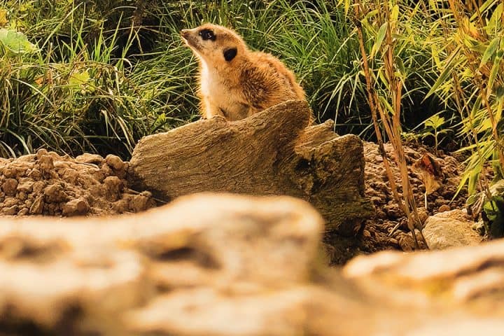 Ein neugieriges Erdmännchen