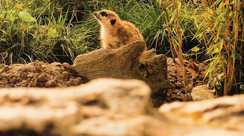 Ein neugieriges Erdmännchen