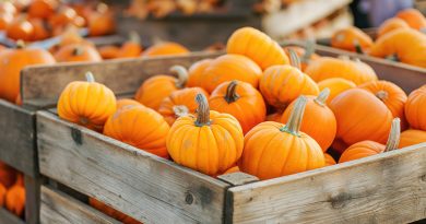 Kiste mit orangefarbenen Kürbissen