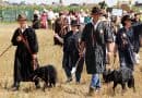 Schäferlauf Markgröningen - Schäfer mit ihren Hunden auf dem Stoppelfeld