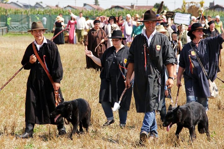 Schäferlauf Markgröningen - Schäfer mit ihren Hunden auf dem Stoppelfeld