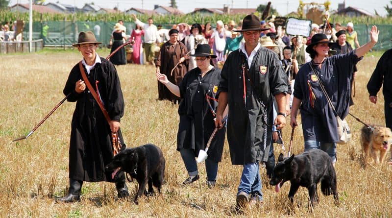 Schäferlauf Markgröningen - Schäfer mit ihren Hunden auf dem Stoppelfeld