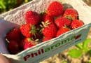 Beitragsbild - Schale mit Erdbeeren