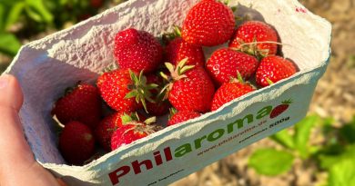 Beitragsbild - Schale mit Erdbeeren