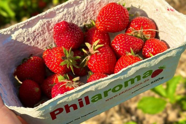 Beitragsbild - Schale mit Erdbeeren