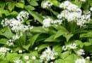 Blühender Bärlauch - auch Waldknoblauch genannt - vor Blättern der Hainbuche