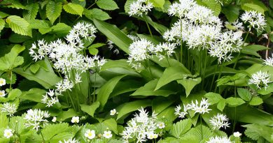 Blühender Bärlauch - auch Waldknoblauch genannt - vor Blättern der Hainbuche