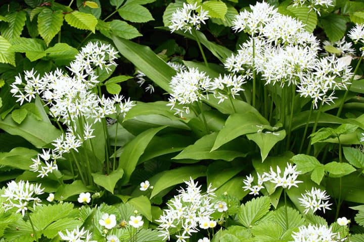 Blühender Bärlauch - auch Waldknoblauch genannt - vor Blättern der Hainbuche