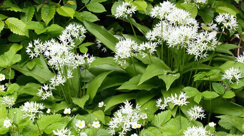 Blühender Bärlauch - auch Waldknoblauch genannt - vor Blättern der Hainbuche