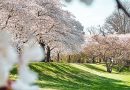 Blühende Kirschbäume auf einer grünen Wiese