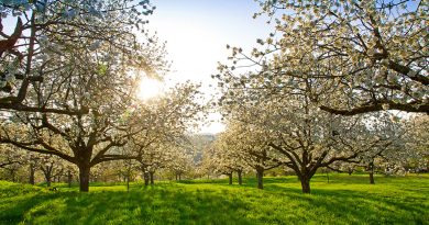 Blühende Kirschbäume auf einer grünen Wiese