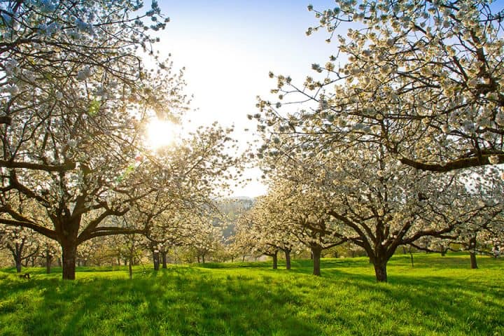 Blühende Kirschbäume auf einer grünen Wiese