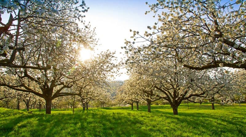 Blühende Kirschbäume auf einer grünen Wiese