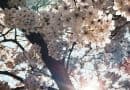 Das Licht der Sonne bricht durch einen prächtig blühenden Kirschbaum
