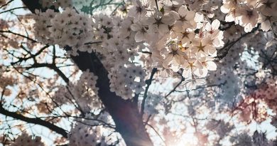 Das Licht der Sonne bricht durch einen prächtig blühenden Kirschbaum