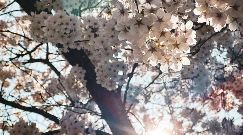 Das Licht der Sonne bricht durch einen prächtig blühenden Kirschbaum