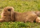 Osterhasen-Flausch