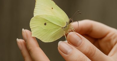 Ein gelber Zitronenfalter ist auf den Fingern einer Frau gelandet. Eine Szene die vollkommene Harmonie ausstrahlt.
