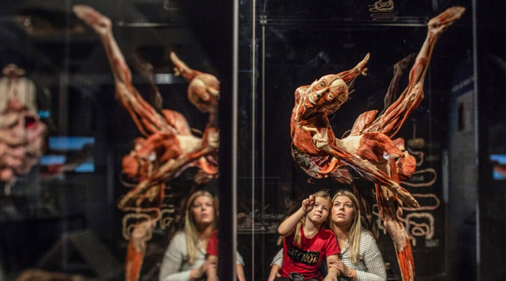 Körperwelten Impression – Mutter und Kind mit Ballettänzerin