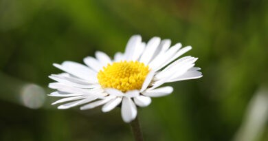 GÄNSEBLÜMCHENLIEBE Eine kleine Schönheit, allgegenwärtig in meinem Garten