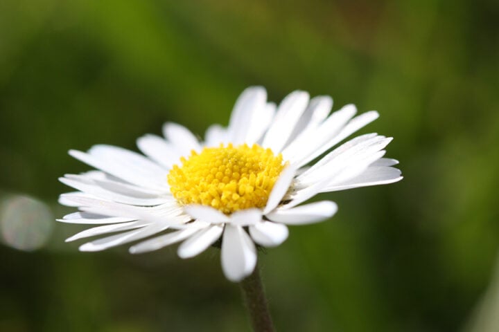 GÄNSEBLÜMCHENLIEBE Eine kleine Schönheit, allgegenwärtig in meinem Garten