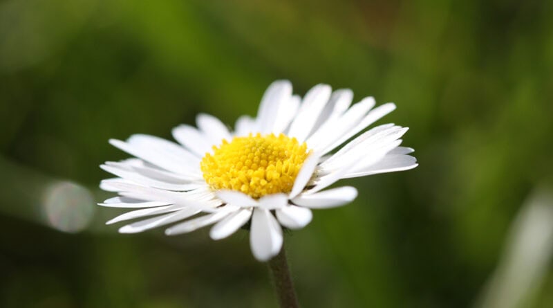 GÄNSEBLÜMCHENLIEBE Eine kleine Schönheit, allgegenwärtig in meinem Garten