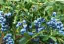 HEIDELBEEREN In Gärten und Plantagen wachsen meist Kulturheidelbeeren mit größeren Früchten, während die heimischen Waldheidelbeeren kleiner sind und stärker färben.