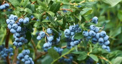 HEIDELBEEREN In Gärten und Plantagen wachsen meist Kulturheidelbeeren mit größeren Früchten, während die heimischen Waldheidelbeeren kleiner sind und stärker färben.