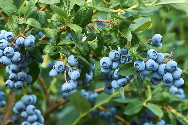 HEIDELBEEREN In Gärten und Plantagen wachsen meist Kulturheidelbeeren mit größeren Früchten, während die heimischen Waldheidelbeeren kleiner sind und stärker färben.
