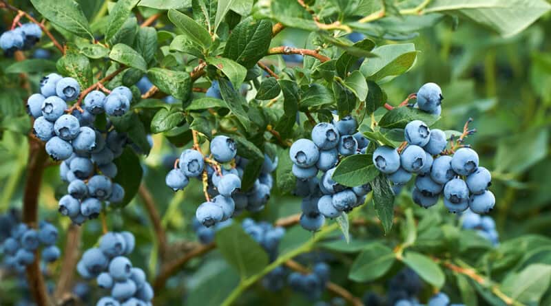 HEIDELBEEREN In Gärten und Plantagen wachsen meist Kulturheidelbeeren mit größeren Früchten, während die heimischen Waldheidelbeeren kleiner sind und stärker färben.