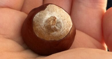 Eine Kastanie in der Hand