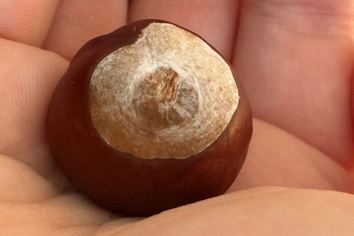 Eine Kastanie in der Hand