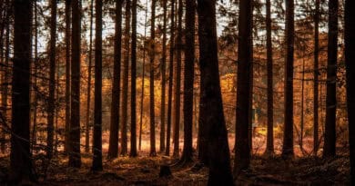 Ein entspannter Spaziergang im Herbst: Zwischen Nebel, Laubrascheln und bunten Farben