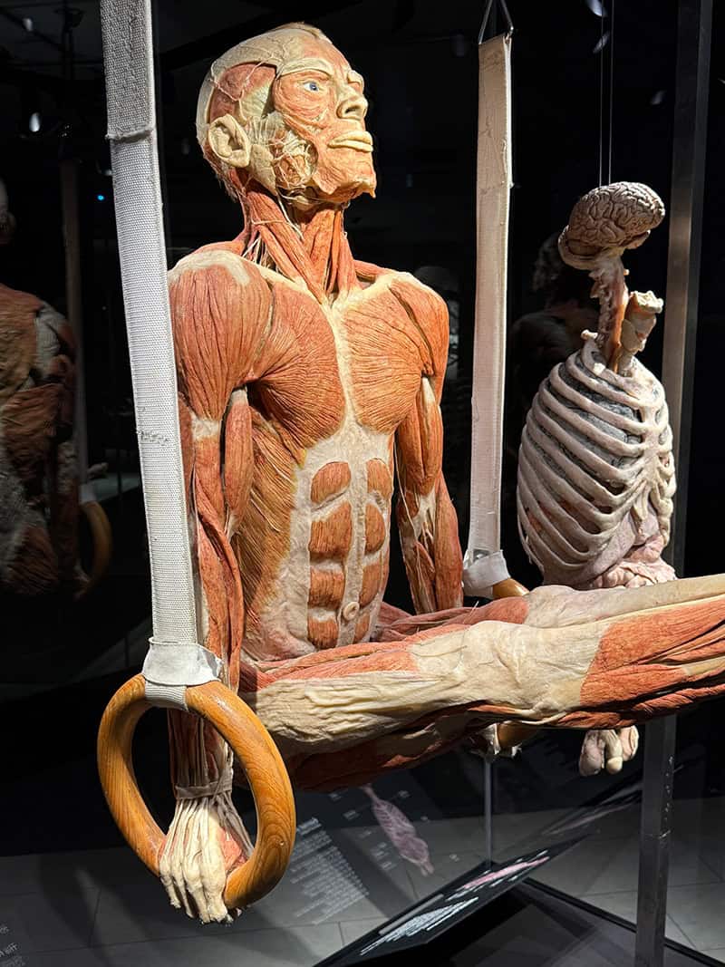 Der Ringturner - Körperwelten Ausstellung Hanau © Patricia Roß Der Ringturner - Körperwelten Ausstellung Hanau