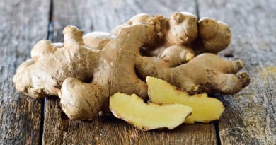 Ingwer neu bewertet: Vom Küchengewürz zur Arzneipflanze des Jahres