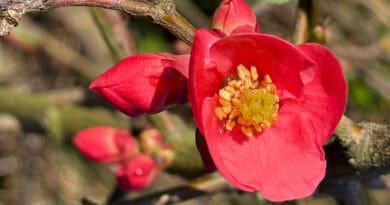 Pink blühende Zierquitte