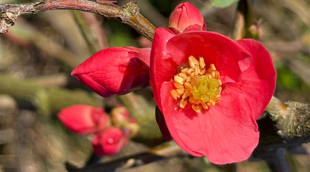 Pink blühende Zierquitte