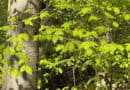 Eine Buche im Wald