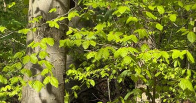 Eine Buche im Wald