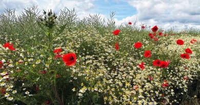 Ein Feldrand mit Mohnblüten, Kamille, wildem Grün und bewegtem Himmel.