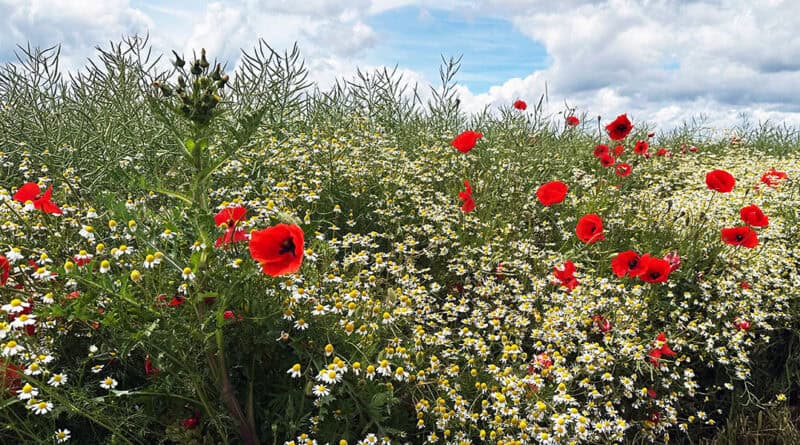 Ein Feldrand mit Mohnblüten, Kamille, wildem Grün und bewegtem Himmel.