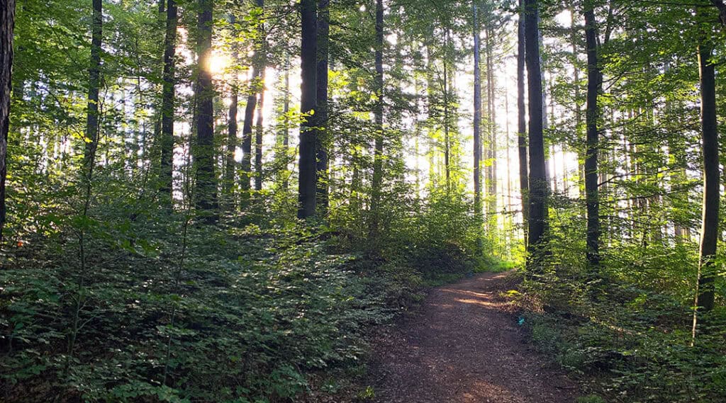 Stiller Waldpfad auf dem Westweg