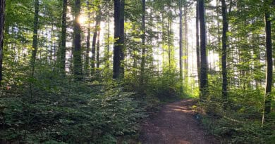 Stiller Waldpfad auf dem Westweg