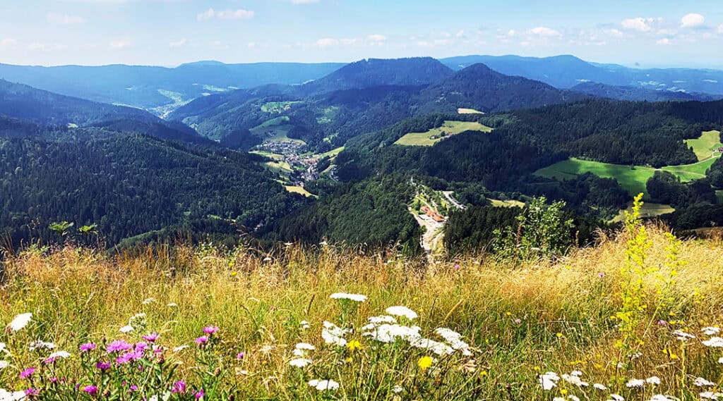 Blick über Bad Griesbach im Schwarzwald mit bewaldeten Höhen, grünen Wiesen und blühender Bergwiese im Vordergrund.