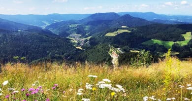 Blick über Bad Griesbach im Schwarzwald mit bewaldeten Höhen, grünen Wiesen und blühender Bergwiese im Vordergrund.